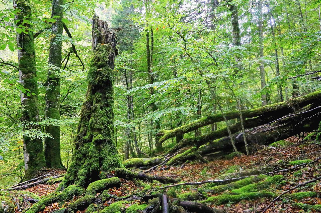 Původní bukový les s mechem porostlým stojícím a ležícím mrtvým dřevem