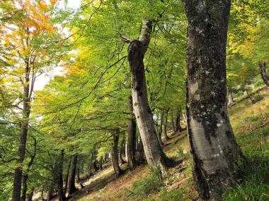 Staré buky rostou na strmém svahu v pohoří Sengsen