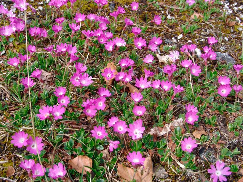 Fialově kvetoucí Clusius primula