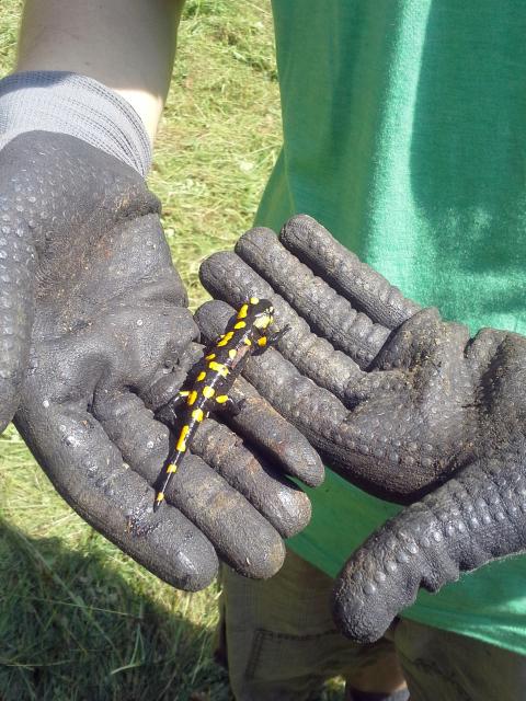 V pracovních rukavicích jsou ruce, které opatrně přenášejí salamandra ohnivého.