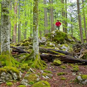 Turista stojí na skále v bukovém lese a dívá se na čerstvé bukové listí.