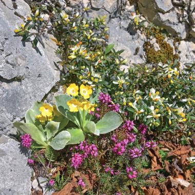 Rozkvetlé žluté a růžové alpské květy ve skalní štěrbině