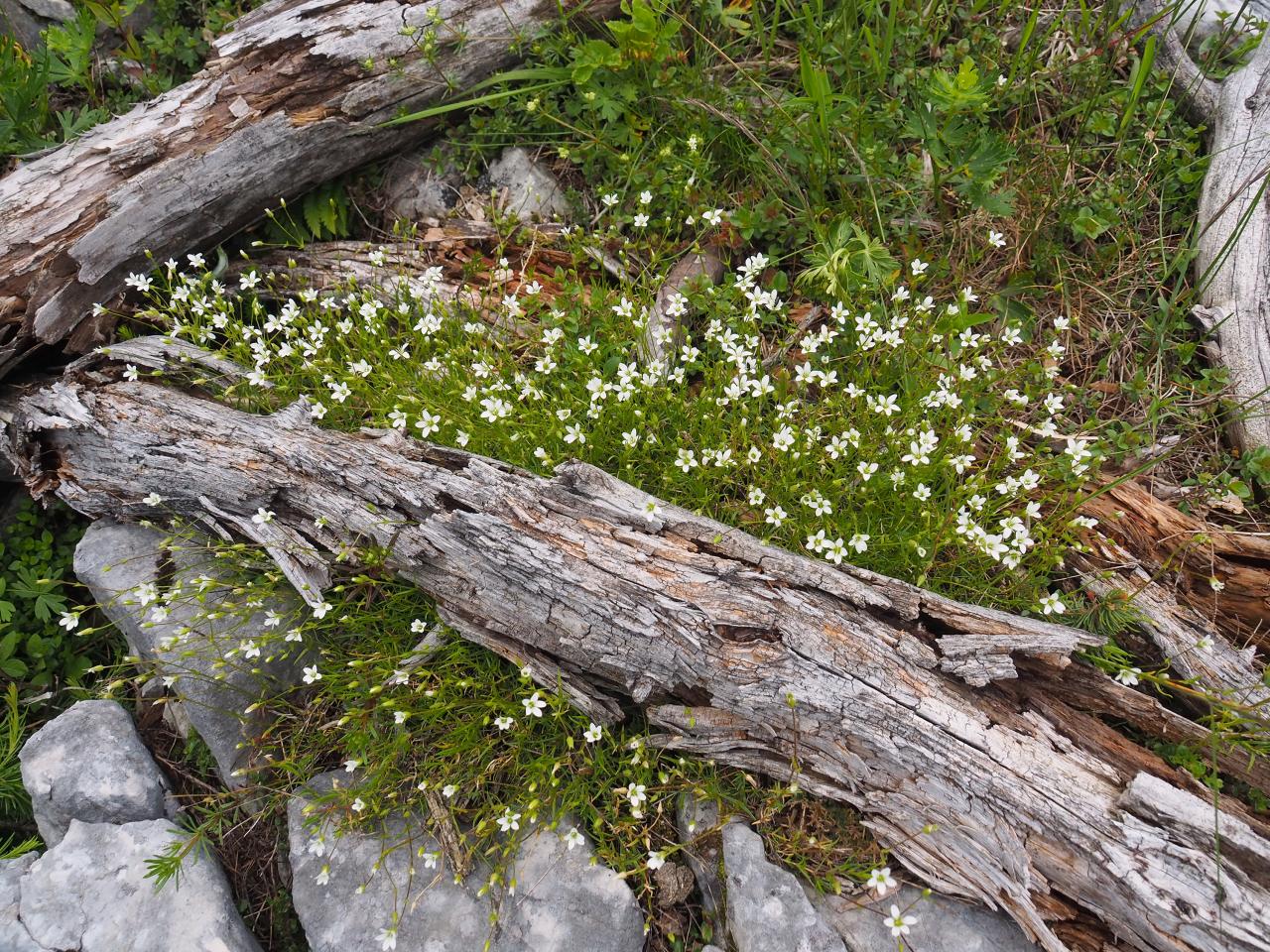 Mladé alpské rostliny vyrůstají pod ležícím mrtvým dřevem