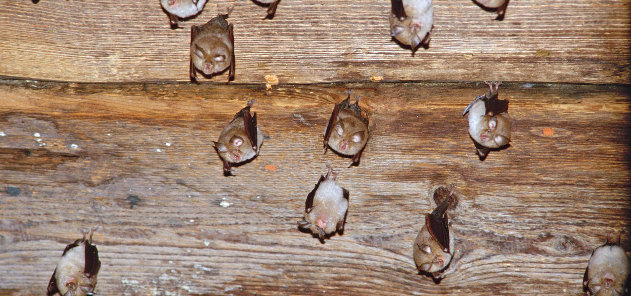 Malí netopýři visící hlavou dolů z dřevěného stropu