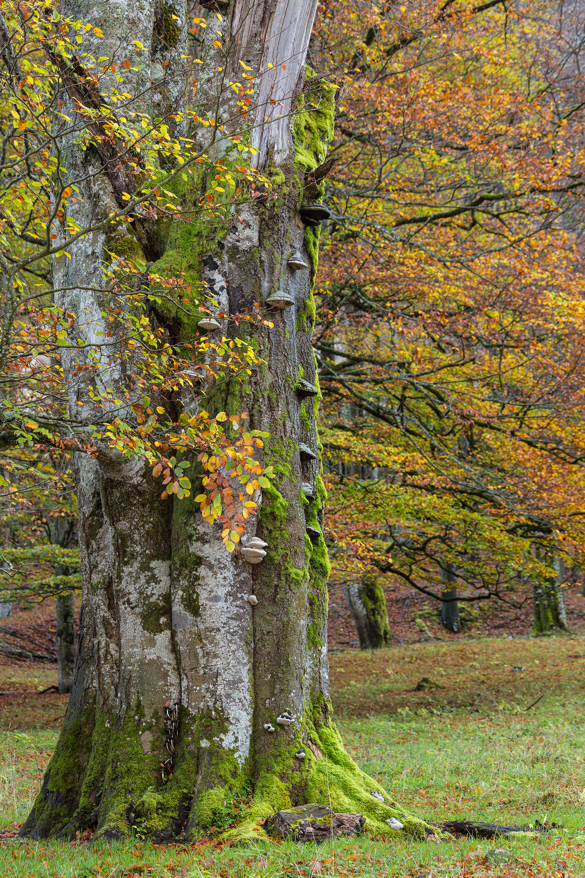 Stromové houby rostou z kmene velkého podzimně zbarveného buku.