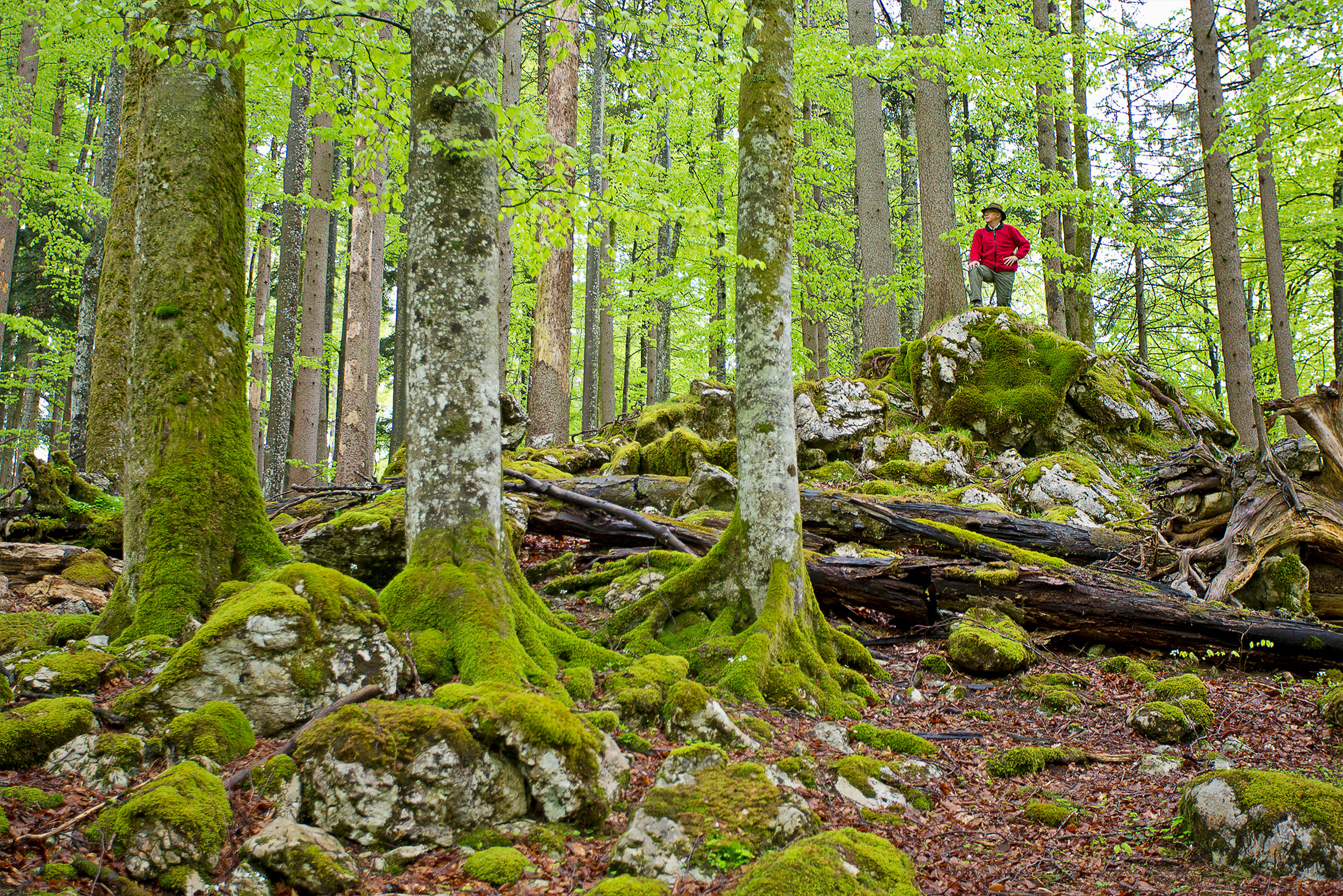 Turista stojí na skále v bukovém lese a dívá se na čerstvé bukové listí.