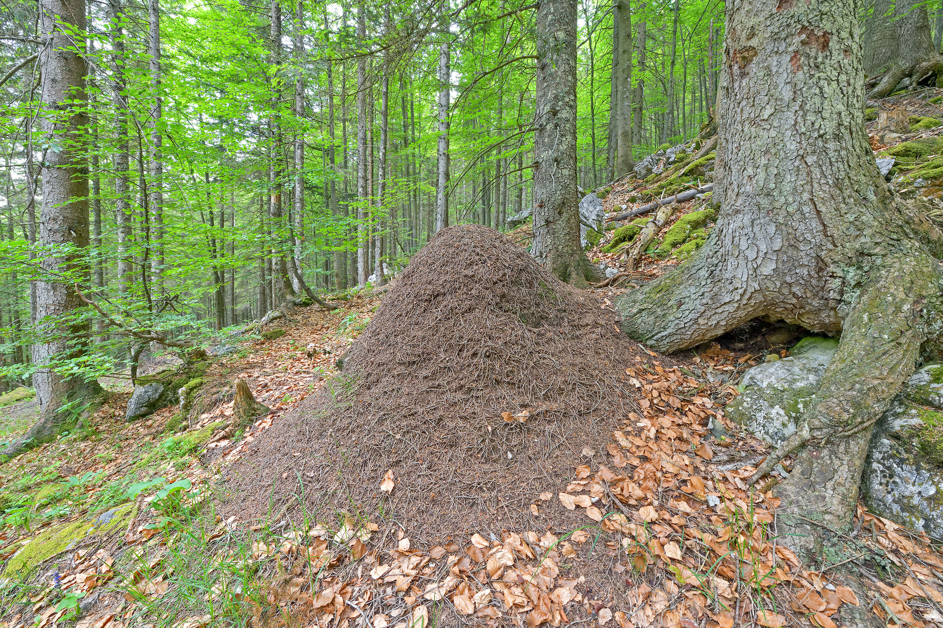 Mraveniště v jarním zeleném lese